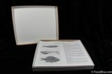 Prepare Your Own Fossil Fish Kit (B Grade) #614-3